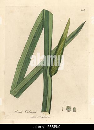 Lunga spada-foglia a forma conica e spike fiore del dolce bandiera, Acorus calamus. Handcolored incisione su rame da una illustrazione botanica da James Sowerby da William Sir Alfred Hitchcock e Sir William Jackson Hooker il "medico botanica" 1832. L'instancabile Sowerby (1757-1822) ha attirato più di 2.500 piante per Smith è mammoth 'Inglese botanica" (1790-1814) e 440 funghi per 'colorato figure di inglese funghi ' (1797) tra molte altre opere. Foto Stock