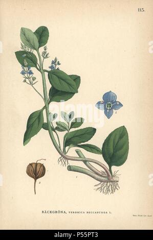 Brooklime, Veronica beccabunga. Chromolithograph da Carl Lindman 'Bilder ur Nordens Flora " (Foto del nord della Flora), Stoccolma, Wahlström & Widstrand, 1905. Lindman (1856-1928) è stato Professore di botanica presso il Museo Svedese di Storia Naturale (Naturhistoriska Riksmuseet). Il chromolithographs erano basati su Johan Wilhelm Palmstruch "vensk botanik' (1802-1843). Foto Stock