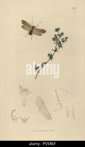 Agrypnia pagetana, Yarmouth Grannom, Caddis-fly o Mayfly, con mare liscio-heath, Frankenia laevis. Copperplate Handcolored disegnato e inciso da John Curtis per la sua propria "British entomologia, essendo le illustrazioni e le descrizioni dei generi di insetti trovati in Gran Bretagna e in Irlanda", Londra, 1834. Curtis (1791 - 1862) era un entomologo, illustrator, incisore ed editore. "British Entomologia " è stato pubblicato dal 1824 al 1839, e comprendeva 770 illustrazioni di insetti e piante su cui essi si trovano. Foto Stock