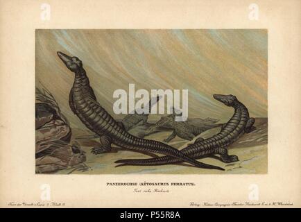 Aetosaurus, Panserechse, Aetosaurus ferratus, estinto genere di dinosauro rettile. Colore stampato (chromolithograph) illustrazione da F. John da 'Tiere der Urwelt' animali del mondo preistorico, 1910, Amburgo. Da una serie di epoca preistorica carte creatura pubblicato dalla Reichardt Cacao in azienda. Foto Stock