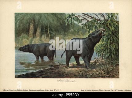 Moeritherium, genere estinto di mammiferi preistorici relativi all'elefante. Colore stampato (chromolithograph) illustrazione da Heinrich Harder da 'Tiere der Urwelt' animali del mondo preistorico, 1916 Amburgo. Heinrich Harder (1858-1935) era un tedesco artista dei paesaggi e illustratore di libri. Da una serie di epoca preistorica carte creatura pubblicato dalla Reichardt Cacao in azienda. Storico Naturale Wilhelm Bolsche ha scritto il testo descrittivo. Foto Stock