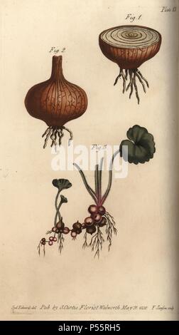 Le radici della cipolla Allium cepa e prato sassifraga Saxifraga granulata. Handcolored incisione su rame di una illustrazione botanica da Sydenham Edwards per William Curtis's "lezioni di botanica, come espresso nel Giardino Botanico a Lambeth," 1805. Edwards (1768-1819) fu l'artista di migliaia di tavole botaniche di Curtis' 'Botanical Magazine' e il suo 'Registro botanico.". Foto Stock