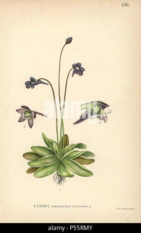 Comune, butterwort Pinguicula vulgaris. Chromolithograph da Carl Lindman 'Bilder ur Nordens Flora " (Foto del nord della Flora), Stoccolma, Wahlström & Widstrand, 1905. Lindman (1856-1928) è stato Professore di botanica presso il Museo Svedese di Storia Naturale (Naturhistoriska Riksmuseet). Il chromolithographs erano basati su Johan Wilhelm Palmstruch "vensk botanik' (1802-1843). Foto Stock