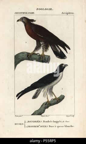 Crested pecchiaiolo, Pernis ptilorhynchus e white-tailed hawk, Buteo albicaudatus. Handcolored calcografia incisione imbianchini da Dumont de Sainte-Croix's 'dictionary di scienze naturali: Ornitologia", Parigi, Francia, 1816-1830. Illustrazione di J. G. Pretre, inciso da Guyard, diretta da Pierre Jean-Francois Turpin, e pubblicato da F.G. Levrault. Jean Gabriel Pretre (17801845) era pittore di storia naturale a Imperatrice Josephine's zoo e divenne in seguito un artista al Museo di Storia Naturale. Turpin (1775-1840) è considerato uno dei più grandi francese illustratori botanici del XIX c Foto Stock