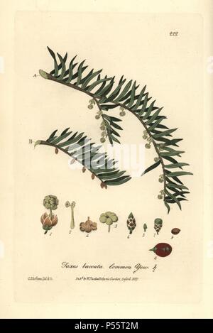 Common Yew Tree, Taxus baccata. Copperplate Handcolored disegnato e inciso da Charles Mathews da William Baxter's "British Phaenogamous botanica" 1837. Lo scozzese William Baxter (1788-1871) è stato il curatore della Oxford Botanic Garden dal 1813 al 1854. Foto Stock