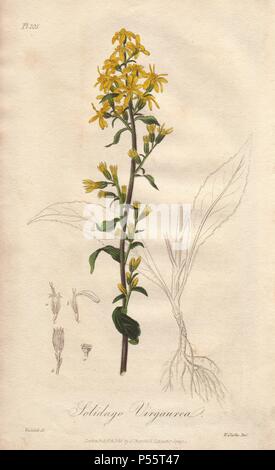 Oro, Solidago virgaurea. Botanico Handcolored Illustrazione disegnata da William Clark e inciso su acciaio da Weddell da John Stephenson e James Morss Churchill's "medical Botanica: o illustrazioni e descrizioni delle piante medicinali di Londra, Edimburgo e Dublino farmacopee," John Churchill, Londra, 1831. William Clark era ex relatore per parere per il London Horticultural Society e illustrato molti libri di botanica nel 1820s e 1830s. Foto Stock