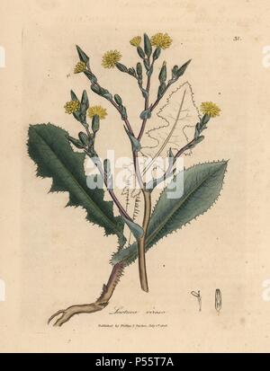 Fiore giallo, forte profumati lattuga selvatica, Lactuca virosa. Handcolored incisione su rame da una illustrazione botanica da James Sowerby da William Sir Alfred Hitchcock e Sir William Jackson Hooker il "medico botanica" 1832. L'instancabile Sowerby (1757-1822) ha attirato più di 2.500 piante per Smith è mammoth 'Inglese botanica" (1790-1814) e 440 funghi per 'colorato figure di inglese funghi ' (1797) tra molte altre opere. Foto Stock