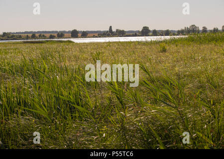 Carex acutiformis. Minor stagno-sedge. Jonquils. Wild rara natura 2000 habitat con carex acutiformis. Il cariceto acuta, snello tufted-carici, slim sedge Foto Stock