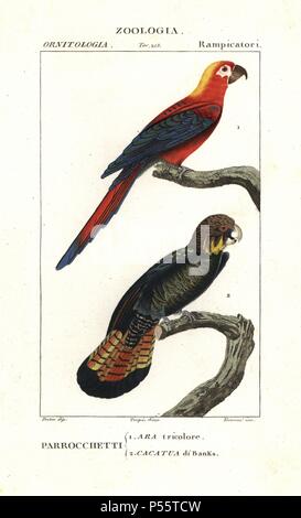 Estinto rosso cubano macaw, Ara tricolore e red-tailed black cockatoo, Calyptorhynchus banksii. Handcolored calcografia incisione imbianchini da Antoine Jussieu's 'dictionary di scienze naturali", Firenze, Italia, 1837. Illustrazione di J. G. Pretre, inciso da terreni, diretta da Pierre Jean-Francois Turpin, e pubblicato da Batelli e figli. Jean Gabriel Pretre (17801845) era pittore di storia naturale a Imperatrice Josephine's zoo e divenne in seguito un artista al Museo di Storia Naturale. Turpin (1775-1840) è considerato uno dei più grandi francese illustratori botanici del XIX secolo. Foto Stock