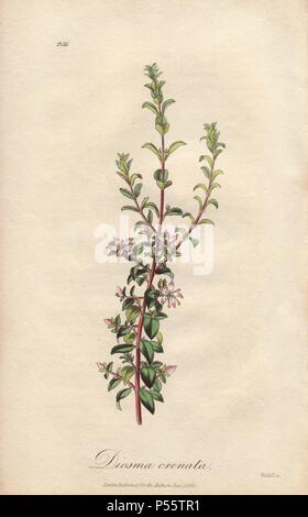 Foglie di forma ovale buchu, Agathosma crenulata. Handcolored illustrazione Botanici disegnati e incisi su acciaio da Weddell da John Stephenson e James Morss Churchill's "medical Botanica: o illustrazioni e descrizioni delle piante medicinali di Londra, Edimburgo e Dublino farmacopee," John Churchill, Londra, 1831. Foto Stock