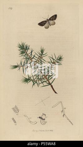 Thera coniferata, Thera cognata, Durham Juniper tarma e ginestra, Juniperus communis. Copperplate Handcolored disegnato e inciso da John Curtis per la sua propria "British entomologia, essendo le illustrazioni e le descrizioni dei generi di insetti trovati in Gran Bretagna e in Irlanda", Londra, 1834. Curtis (1791 - 1862) era un entomologo, illustrator, incisore ed editore. "British Entomologia " è stato pubblicato dal 1824 al 1839, e comprendeva 770 illustrazioni di insetti e piante su cui essi si trovano. Foto Stock