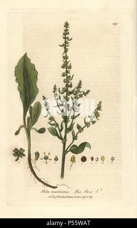 Mare di barbabietola, Beta maritima. Handcolored incisione su rame da William Baxter's "British Phaenogamous botanica" 1837. Lo scozzese William Baxter (1788-1871) è stato il curatore della Oxford Botanic Garden dal 1813 al 1854. Foto Stock