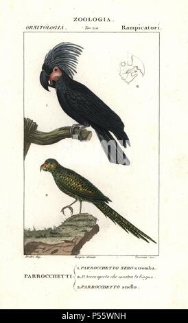 Palm cacatua, Probosciger aterrimus, e massa orientale parrot, Pezoporus wallicus. Handcolored calcografia incisione imbianchini da Antoine Jussieu's 'dictionary di scienze naturali", Firenze, Italia, 1837. Illustrazione di J. G. Pretre, inciso da terreni, diretta da Pierre Jean-Francois Turpin, e pubblicato da Batelli e figli. Jean Gabriel Pretre (17801845) era pittore di storia naturale a Imperatrice Josephine's zoo e divenne in seguito un artista al Museo di Storia Naturale. Turpin (1775-1840) è considerato uno dei più grandi francese illustratori botanici del XIX secolo. Foto Stock