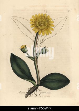 Fiore giallo arnica, Arnica montana. Handcolored incisione su rame da una illustrazione botanica da James Sowerby da William Sir Alfred Hitchcock e Sir William Jackson Hooker il "medico botanica" 1832. L'instancabile Sowerby (1757-1822) ha attirato più di 2.500 piante per Smith è mammoth 'Inglese botanica" (1790-1814) e 440 funghi per 'colorato figure di inglese funghi ' (1797) tra molte altre opere. Foto Stock