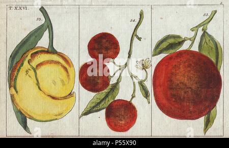 Arance, Citrus aurantium, Cina arancione, Citrus aurantium sinensis. Handcolored incisione su rame di una illustrazione botanica da G. T. Wilhelm 'Unterhaltungen aus der Naturgeschichte' (Enciclopedia di Storia Naturale), Vienna, 1816. Gottlieb Tobias Wilhelm (1758-1811) era un pastore bavarese e naturalista ad Augsburg, dove la prima edizione è stata pubblicata. Foto Stock