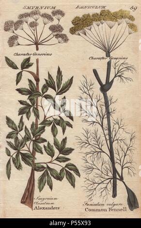 Finocchio Foeniculum vulgare e Alexanders, Smyrmium clusatrum. Handcolored incisione su rame da Giosuè Hamilton della 'Culpeper la famiglia inglese Medico' 1792. Nicholas Culpeper (1616-1654) era un botanico inglese, erboristeria e astrologo famoso per il suo "completa" a base di erbe di 1653. Foto Stock