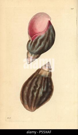 Giant terra africana, lumaca Achatina fulica. Illustrazione firmato RN (Richard Nodder).. Handcolored incisione su rame da George Shaw e Federico Nodder 'del naturalista' Miscellanea 1796.. Frederick Polydore Nodder (17511801?) era un illustre storia naturale artista ed incisore. Nodder affinava il suo disegno lavorando su Captain Cook e Joseph Banks' Florilegium e incisione Sydney il morbo di Parkinson schizzi di piante australiane. Egli è stato reso "pittore botanico di Sua Maesta' Queen Charlotte nel 1785. Nodder ha anche richiamato la studi botanici in Thomas Martyn la Flora Rustica (1792) e 38 piastre (17 Foto Stock