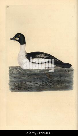 Comune di goldeneye, Bucephala clangula. Copperplate Handcolored disegnato e inciso da Edward Donovan dalla sua "Storia naturale della British Uccelli' (1794-1819). Edward Donovan (1768-1837) era un dilettante anglo-irlandese dello zoologo, scrittore, artista ed incisore. Egli ha scritto ed illustrato una serie di volumi di uccelli, pesci e conchiglie di insetti, aprì il suo museo di storia naturale di Londra, ma in seguito cadde su hard times e morì senza un soldo. Foto Stock