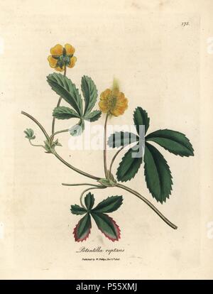 Cinquefoil comune, Potentilla reptans. Handcolored incisione su rame da una illustrazione botanica da James Sowerby da William Sir Alfred Hitchcock e Sir William Jackson Hooker il "medico botanica," John Bohn, Londra, 1832. L'instancabile Sowerby (1757-1822) ha richiamato oltre 2, 500 piante per Smith è mammoth 'Inglese botanica" (1790-1814) e 440 funghi per 'colorato figure di inglese funghi ' (1797) tra molte altre opere. Foto Stock