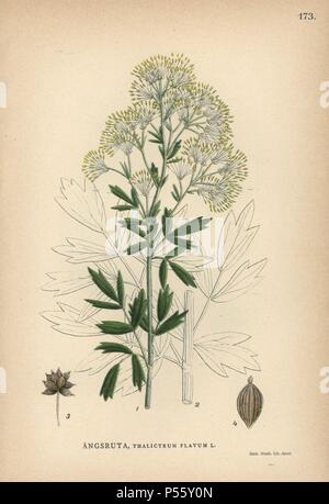 Comune di Prato-rue, Thalictrum flavum. Chromolithograph da Carl Lindman 'Bilder ur Nordens Flora " (Foto del nord della Flora), Stoccolma, Wahlström & Widstrand, 1905. Lindman (1856-1928) è stato Professore di botanica presso il Museo Svedese di Storia Naturale (Naturhistoriska Riksmuseet). Il chromolithographs erano basati su Johan Wilhelm Palmstruch "vensk botanik' (1802-1843). Foto Stock