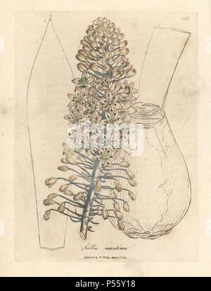 Mare cipolla o squill, Drimia maritima. Handcolored incisione su rame da una illustrazione botanica da James Sowerby da William Sir Alfred Hitchcock e Sir William Jackson Hooker il "medico botanica," John Bohn, Londra, 1832. L'instancabile Sowerby (1757-1822) ha richiamato oltre 2, 500 piante per Smith è mammoth 'Inglese botanica" (1790-1814) e 440 funghi per 'colorato figure di inglese funghi ' (1797) tra molte altre opere. Foto Stock