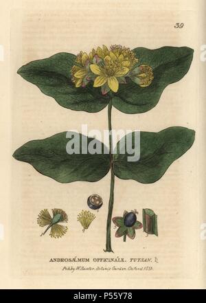 Tutsan, Hypericum androsaemum. Handcolored incisione su rame da un disegno da Isaac Russell da William Baxter's "British Phaenogamous botanica" 1834. Lo scozzese William Baxter (1788-1871) è stato il curatore della Oxford Botanic Garden dal 1813 al 1854. Foto Stock