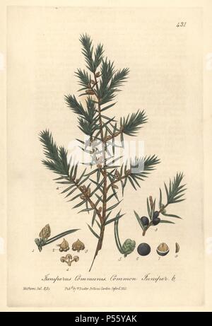 Il ginepro comune, Juniperus communis. Copperplate Handcolored disegnato e inciso da Charles Mathews da William Baxter's "British Phaenogamous botanica, l' Oxford, 1841. Lo scozzese William Baxter (1788-1871) è stato il curatore della Oxford Botanic Garden dal 1813 al 1854. Foto Stock