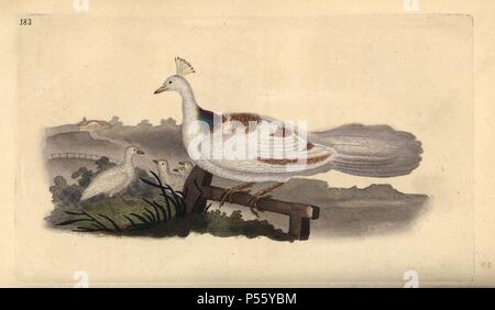 Pied peafowl, Pavo cristatus, femmina con i giovani. Copperplate Handcolored disegnato e inciso da Edward Donovan dalla sua "Storia naturale di uccelli britannico", Londra, 1794-1819. Edward Donovan (1768-1837) era un dilettante anglo-irlandese dello zoologo, scrittore, artista ed incisore. Egli ha scritto ed illustrato una serie di volumi di uccelli, pesci e conchiglie di insetti, aprì il suo museo di storia naturale di Londra, ma in seguito cadde su hard times e morì senza un soldo. Foto Stock