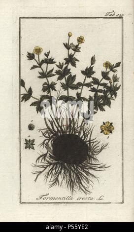 Tormentil comune, Potentilla erecta. Handcolored calcografia incisione botanica da Johannes Zorn "Afbeelding der Artseny-Gewassen", Jan Christiaan Sepp, Amsterdam, 1796. Zorn pubblicato per la prima volta il suo medico illustrato botanica di Norimberga nel 1780 con 500 lastre ed una versione olandese seguita nel 1796 pubblicato da J.C. Sepp con un ulteriore 100 piastre. Zorn (1739-1799) era un tedesco il farmacista e botanico che ha raccolto le piante medicinali provenienti da tutta Europa per il suo "Icones plantarum medicinalium' per oncia e medici. Foto Stock