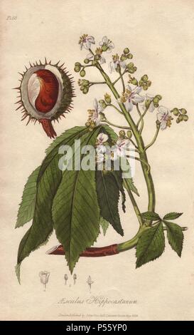 Ippocastano o albero di Conker, Aesculus hippocastanum. Handcolored illustrazione Botanici disegnati e incisi su acciaio da William Clark da John Stephenson e James Morss Churchill's "medical Botanica: o illustrazioni e descrizioni delle piante medicinali di Londra, Edimburgo e Dublino farmacopee," John Churchill, Londra, 1831. William Clark era ex relatore per parere per il London Horticultural Society e illustrato molti libri di botanica nel 1820s e 1830s. Foto Stock