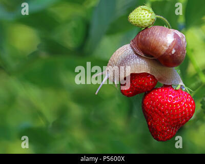 Lumaca strisciante su rosso fragole mature in giardino con spazio copia sul verde naturale bukeh. Foto Stock