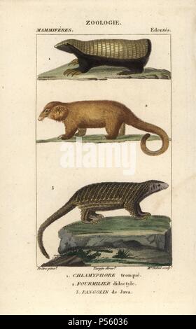 Pink fairy armadillo, Chlamyphorus truncatus, liscia o Anteater pigmeo, Ciclopi didactylus e Sunda pangolin, Manis javanica (pericolo). Handcolored calcografia incisione imbianchini da Frederic Cuvier's 'dictionary di scienze naturali: mammiferi", Parigi, Francia, 1816. Illustrazione di J. G. Pretre, inciso da Madame ribelle, diretta da Pierre Jean-Francois Turpin, e pubblicato da F.G. Levrault. Jean Gabriel Pretre (17801845) era pittore di storia naturale a Imperatrice Josephine's zoo e divenne in seguito un artista al Museo di Storia Naturale. Turpin (1775-1840) è considerato uno dei più grandi Foto Stock