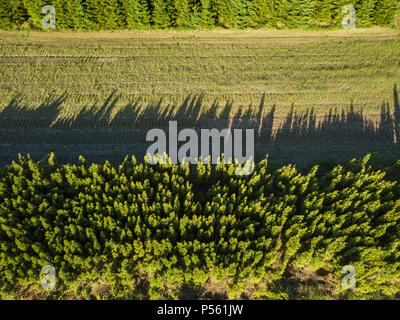 Al di sopra di un campo verde viene rimosso dall'agro-cultura tra due insiemi di strutture Foto Stock