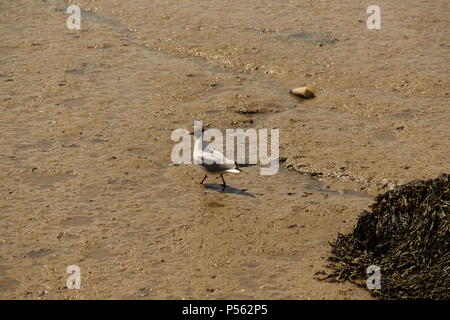 Lone nero gabbiano con testa (Chroicocephalus ridibundus) trekking lungo esposto velme a bassa marea. Estate 2018. Foto Stock