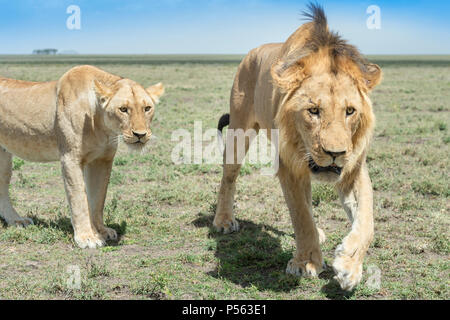 Leone maschio (Panthera leo) leonessa e chiudere fino a savana, Ngorongoro Conservation Area, Tanzania. Foto Stock