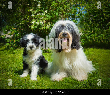 Tibetan Terrier cane cucciolo e sulla natura Foto Stock