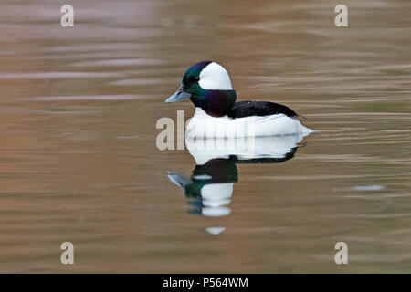 Maschio (Bufflehead Bucephala albeola) nuoto sulle rive di un fiume in primavera - Ontario, Canada Foto Stock