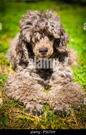 Vecchio rosso cane barboncino ritratto vicino sul estate natura Foto Stock