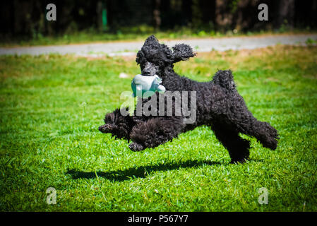 Nero divertente cane barboncino giocando con il giocattolo Foto Stock
