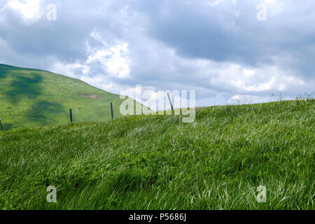 Paesaggio di montagna in Dragobrat (Ucraina). Estate in montagna della famosa area sciistica. Dopo le piste da sci sono usati per le vacche. Foto Stock