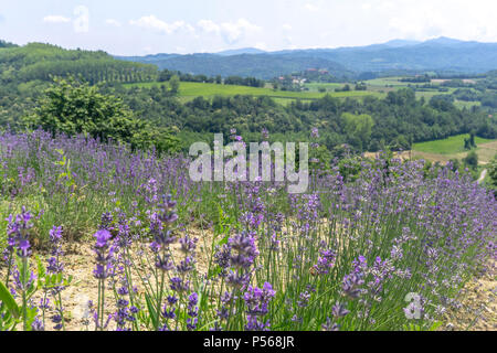 Splendido panorama piemontese. campi di lavanda in vendita S. Giovanni, Cuneo, Italia Foto Stock