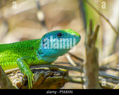 Close up blu verde testa del maschio della Comunità ramarro / Lacerta viridis Foto Stock