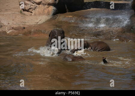 Gli elefanti Aayu, Indali e Sundara usare la piscina per rinfrescarsi presso lo Zoo di Chester. Foto Stock