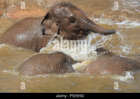 Gli elefanti Aayu, Indali e Sundara usare la piscina per rinfrescarsi presso lo Zoo di Chester. Foto Stock