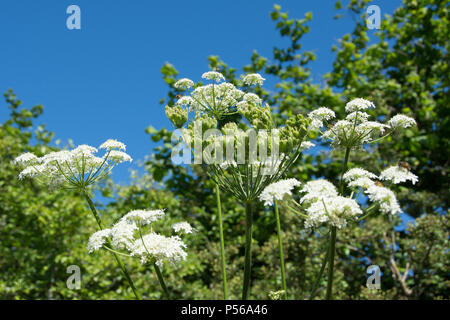 Prezzemolo selvatico nella siepe Foto Stock