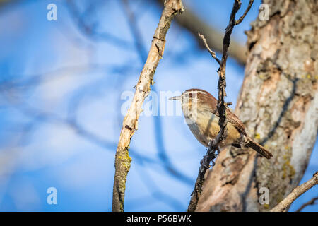 Un Carolina Wren (Thryothorus ludovicianus) arroccato in una struttura ad albero d'inverno. Foto Stock