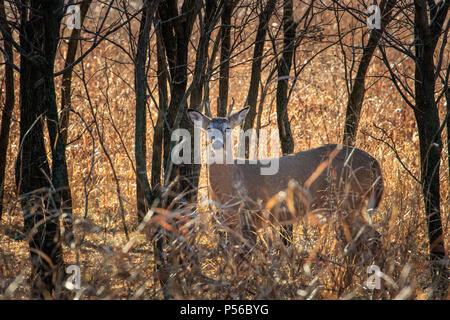 Un giovane White Tailed Deer (Odocoileus virginianus) buck nascondendosi in una foresta d'inverno. Foto Stock