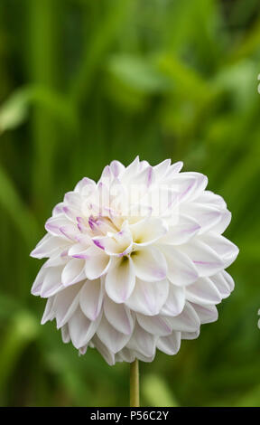 Singola bianco pom pom Dahlia (sfera dalie) fiore closeup, crescendo in un parco in estate nel West Sussex, in Inghilterra, Regno Unito. Dalie. Foto Stock