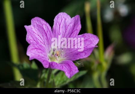 Unico viola Druce gru dell's-Bill fiore (Geranio × oxonianum) cresce in un parco in estate nel West Sussex, in Inghilterra, Regno Unito. Foto Stock