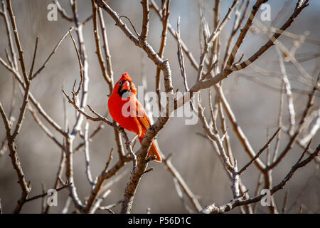 Il Cardinale maschio (Cardinalis cardinalis) seduto in una struttura ad albero di inverno Foto Stock